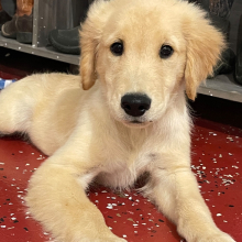 Golden Retriever Puppy Zoey