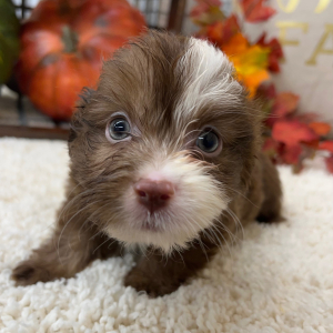 Aussiedoodle Puppy Preston