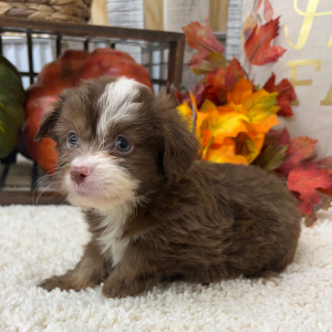 Aussiedoodle Puppy Preston