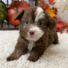 Aussiedoodle Puppy Preston