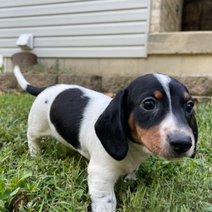 Dachshund Puppy Calvin