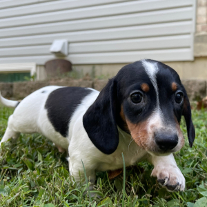 Dachshund Puppy Calvin