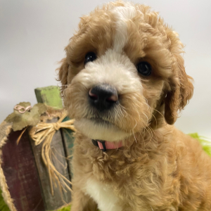 Goldendoodle Puppy Lollie
