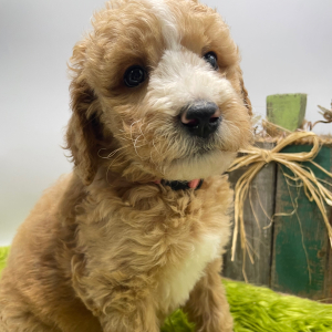 Goldendoodle Puppy Lollie