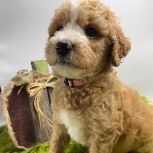 Goldendoodle Puppy Lollie