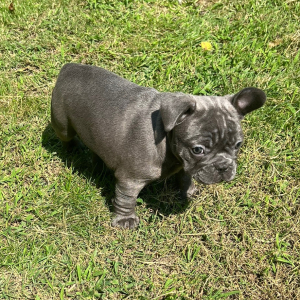 French Bulldog Puppy Lexi