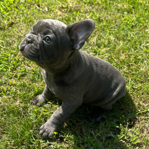 French Bulldog Puppy Lexi