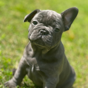 French Bulldog Puppy Lexi
