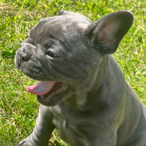 French Bulldog Puppy Lexi