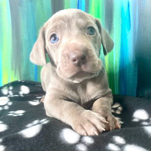 Weimaraner Puppy Nezz