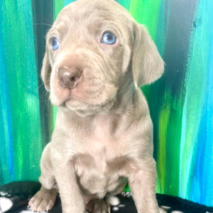 Weimaraner Puppy Nezz