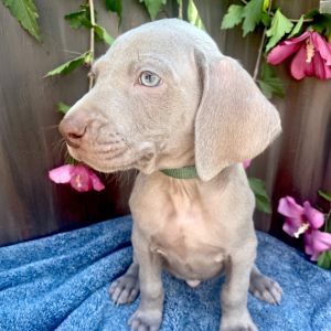 Weimaraner Puppy Nezz