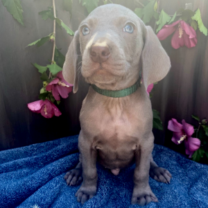 Weimaraner Puppy Nezz