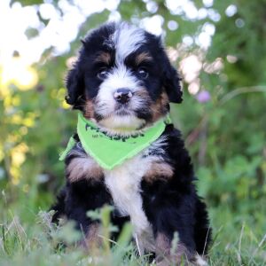 Bernedoodle Puppy Huckleberry