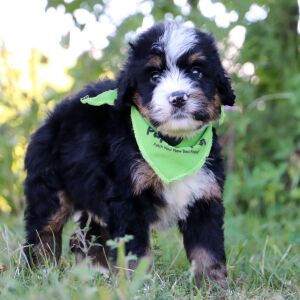 Bernedoodle Puppy Huckleberry