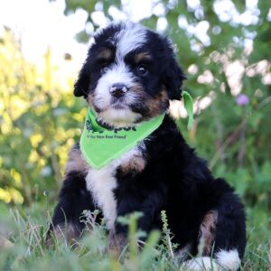Bernedoodle Puppy Huckleberry