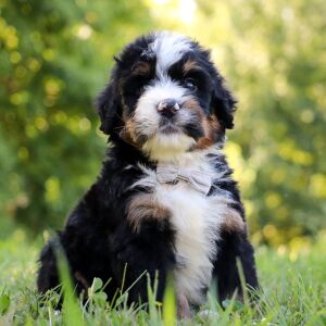 Bernedoodle Puppy Huckleberry