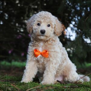 Bichonpoo Puppy Harrison
