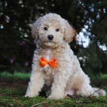 Bichonpoo Puppy Harrison
