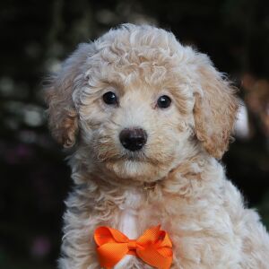 Bichonpoo Puppy Harrison