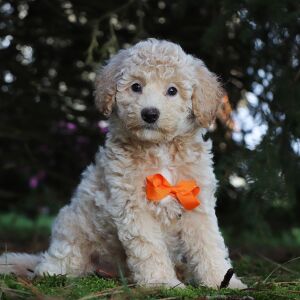 Bichonpoo Puppy Harrison