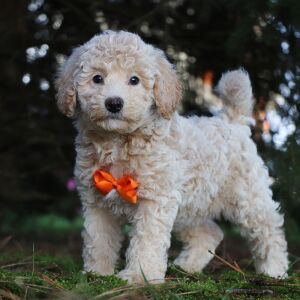 Bichonpoo Puppy Harrison