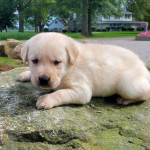 Labrador Retriever Puppy Ned