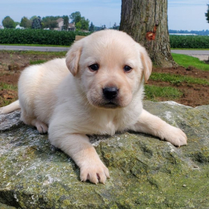 Labrador Retriever Puppy Ned