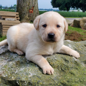 Labrador Retriever Puppy Ned