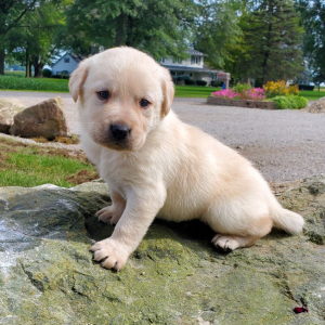 Labrador Retriever Puppy Ned