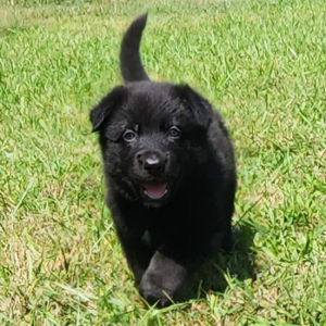 German Shepherd Dog Puppy Leon
