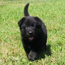 German Shepherd Dog Puppy Leon