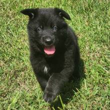 German Shepherd Dog Puppy Leon