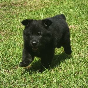 German Shepherd Dog Puppy Leon