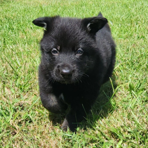 German Shepherd Dog Puppy Leon