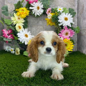Cavalier King Charles Spaniel Puppy Ryder