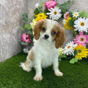Cavalier King Charles Spaniel Puppy Ryder
