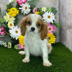 Cavalier King Charles Spaniel Puppy Ryder
