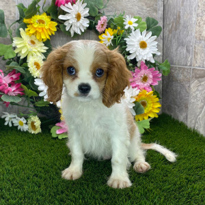 Cavalier King Charles Spaniel Puppy Ryder
