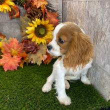 Cavalier King Charles Spaniel Puppy Ryder