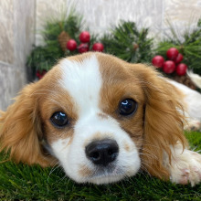 Cavalier King Charles Spaniel Puppy Ryder