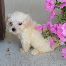 Maltipoo Puppy Snowball