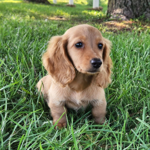 Dachshund Puppy Sis