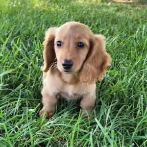 Dachshund Puppy Sis