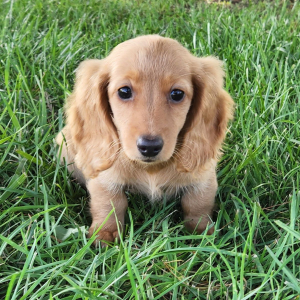 Dachshund Puppy Sis
