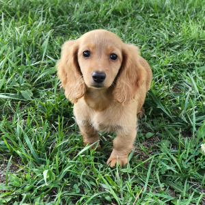 Dachshund Puppy Sis