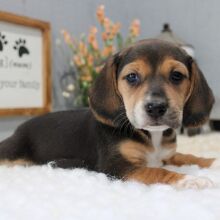 Beagle Puppy Cora