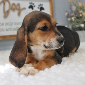 Beagle Puppy Cora
