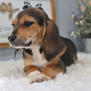 Beagle Puppy Cora