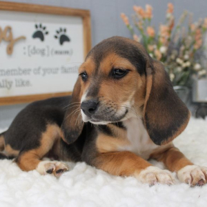 Beagle Puppy Cora